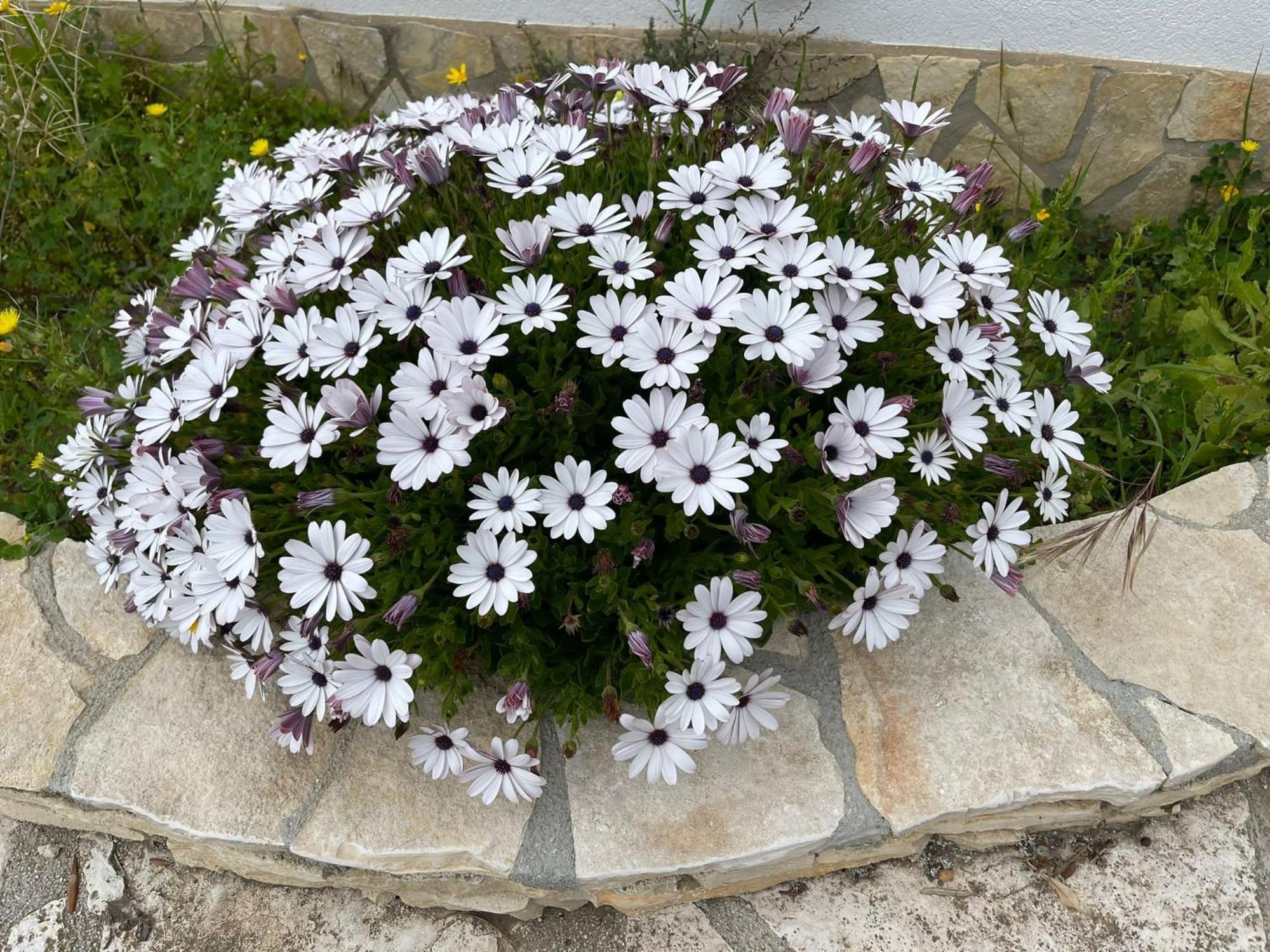 Fiori Di Campo Villa Sciacca Exterior photo